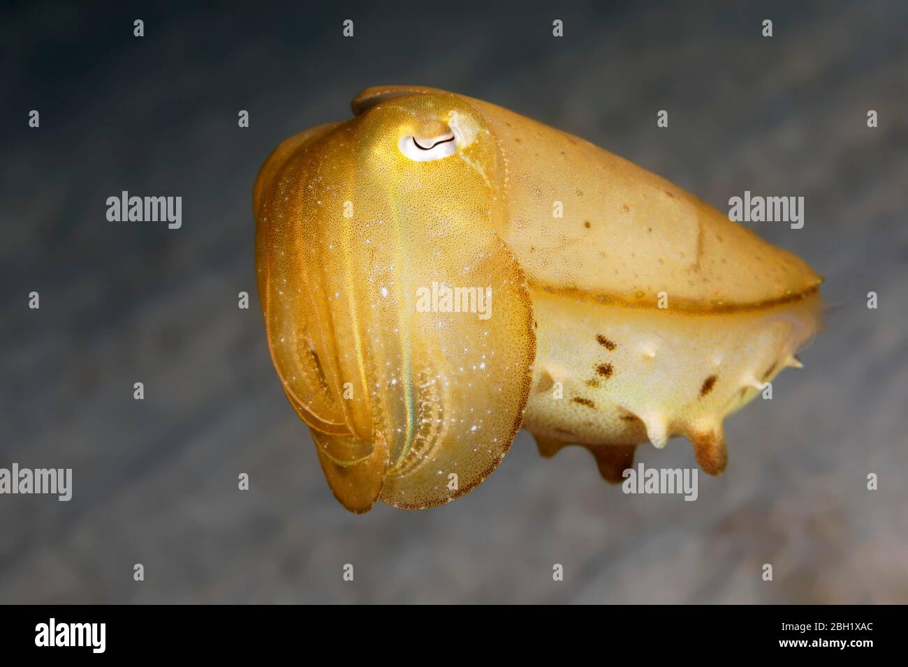 Broadclub Cuttlefish (Sepiia latimanus), giovanile, Pacifico, Lago Sulu, Parco Nazionale Marino di Tubbataha Reef, Provincia di Palawan, Filippine Foto Stock