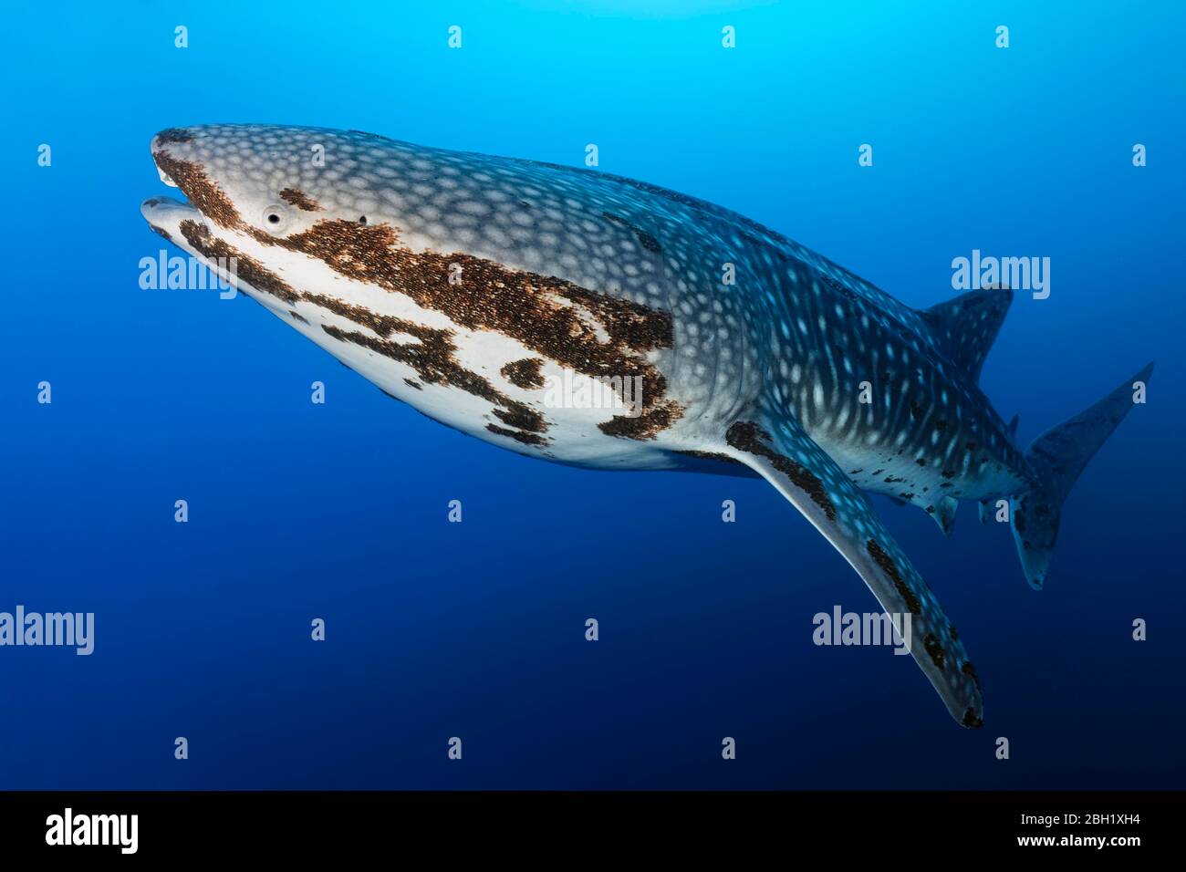 Squalo balena (Rhincodon typus), in acqua blu, con infestazione pesante di parassiti ruddy gamberi (Pandarus rincodonicus), Pacifico, Lago Sulu Foto Stock