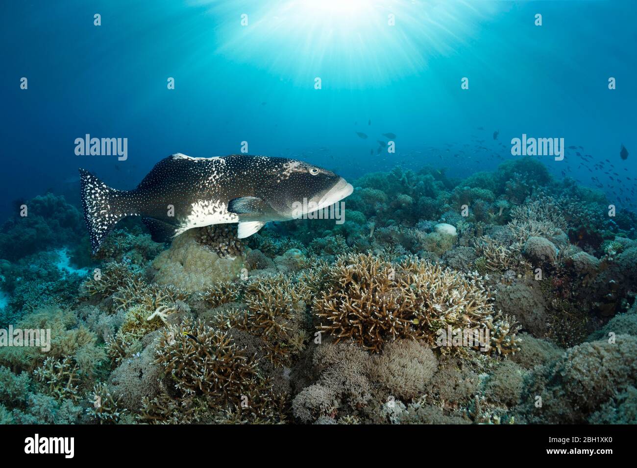 Il coralgruppatore sardato (Plectropomus laevis) nuota sulla barriera corallina, l'Oceano Pacifico, il Mar di Sulu, il Parco Nazionale Marino della barriera corallina di Tubbataha, Palawan Foto Stock