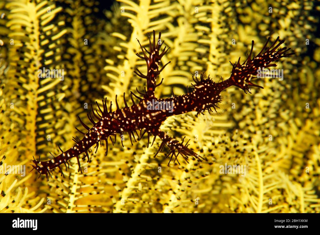 Pesci fantasma ornati (Solenostomus paradoxus) in Hair Star, Oceano Pacifico, Lago Sulu, Parco Nazionale Marino della barriera di Tubbataha, Provincia di Palawan Foto Stock