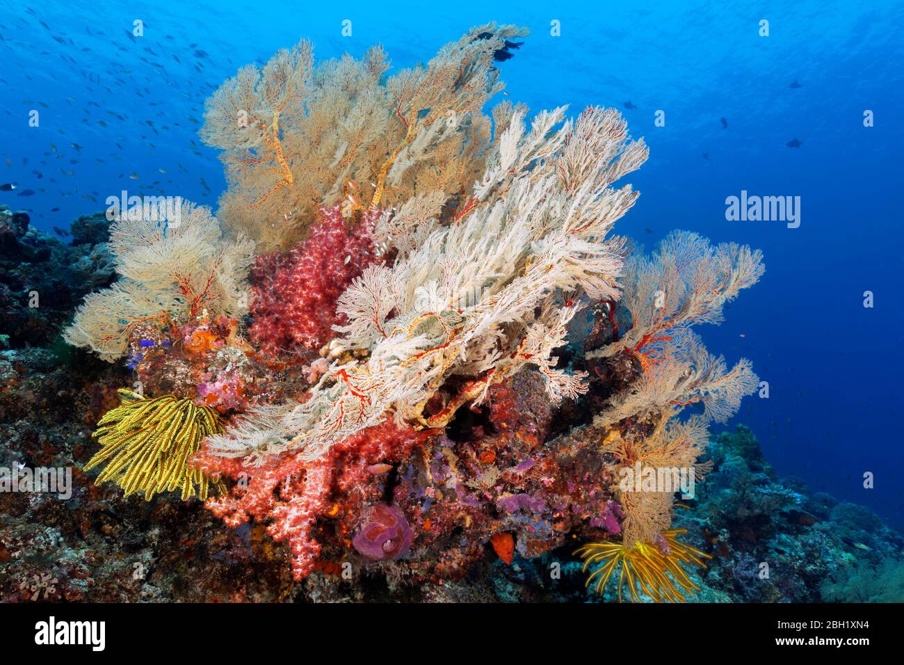 Blocco corallo, grande, gorgonie di Melithea (Melithaea sp.), corallo morbido di Klunzinger (Dendronephthya klunzingeri), giallo stella dei capelli (Oxycomanthus Foto Stock