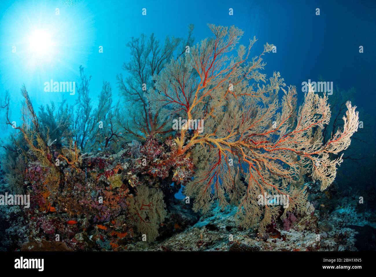 Rientro alla barriera corallina con grandi gorgonie di Melithea (Melithaea sp.), luce solare, Oceano Pacifico, Lago Sulu, Parco Nazionale Marino di Tubbataha Reef, Palawan Foto Stock
