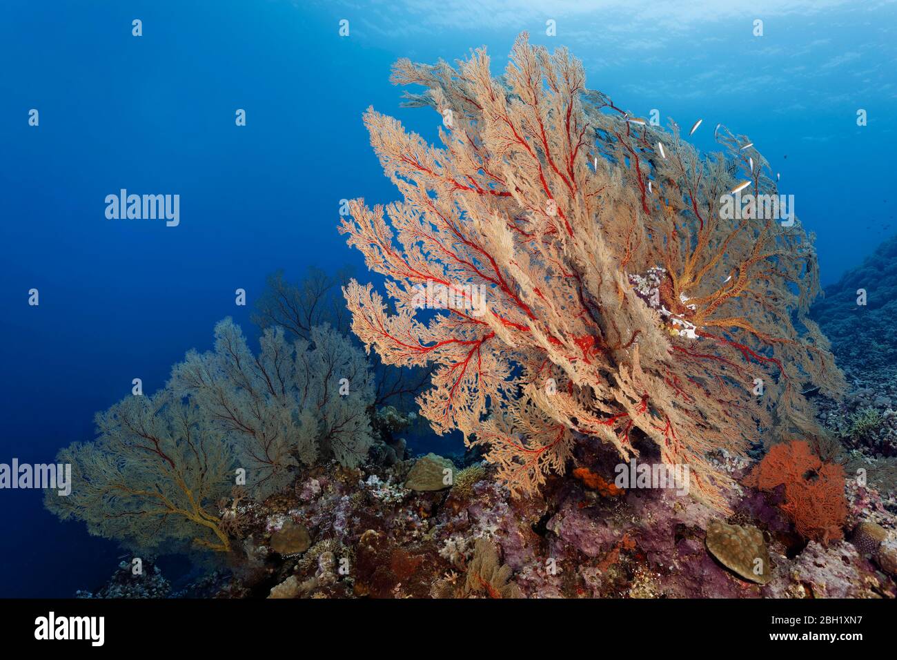Rientro alla barriera corallina con grandi gorgonie di Melithea (Melithaea sp.), Pacifico, lago Sulu, parco marino nazionale di Tubbataha Reef, provincia di Palawan, Filippine Foto Stock