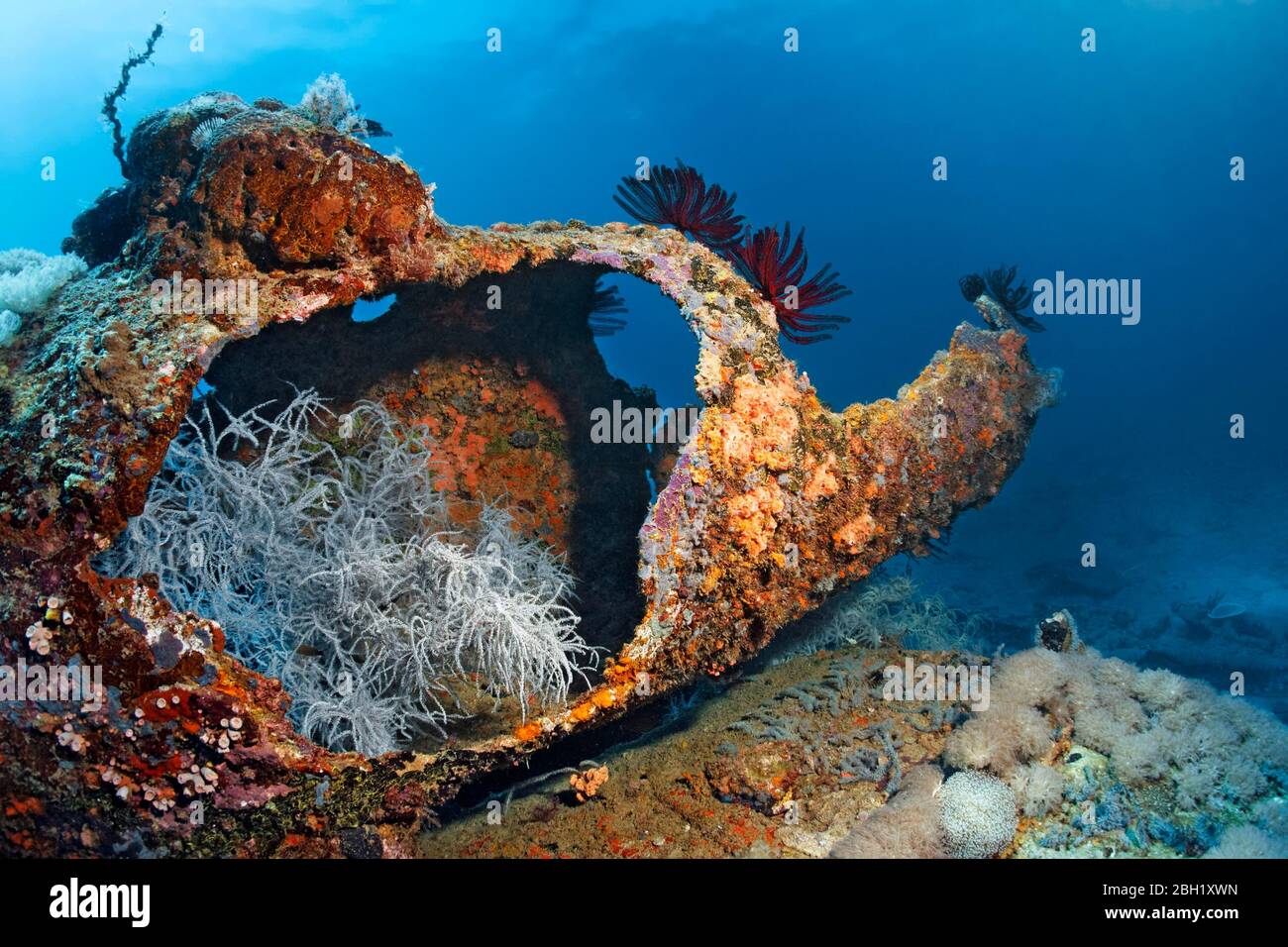 Spaghetti Finger Leather Coral (Sinularia flexibilis) in camino stagionato, bianco, stella di piume (Crinozoa) Saint Quentin Schffsrack, affondato 1898 Foto Stock