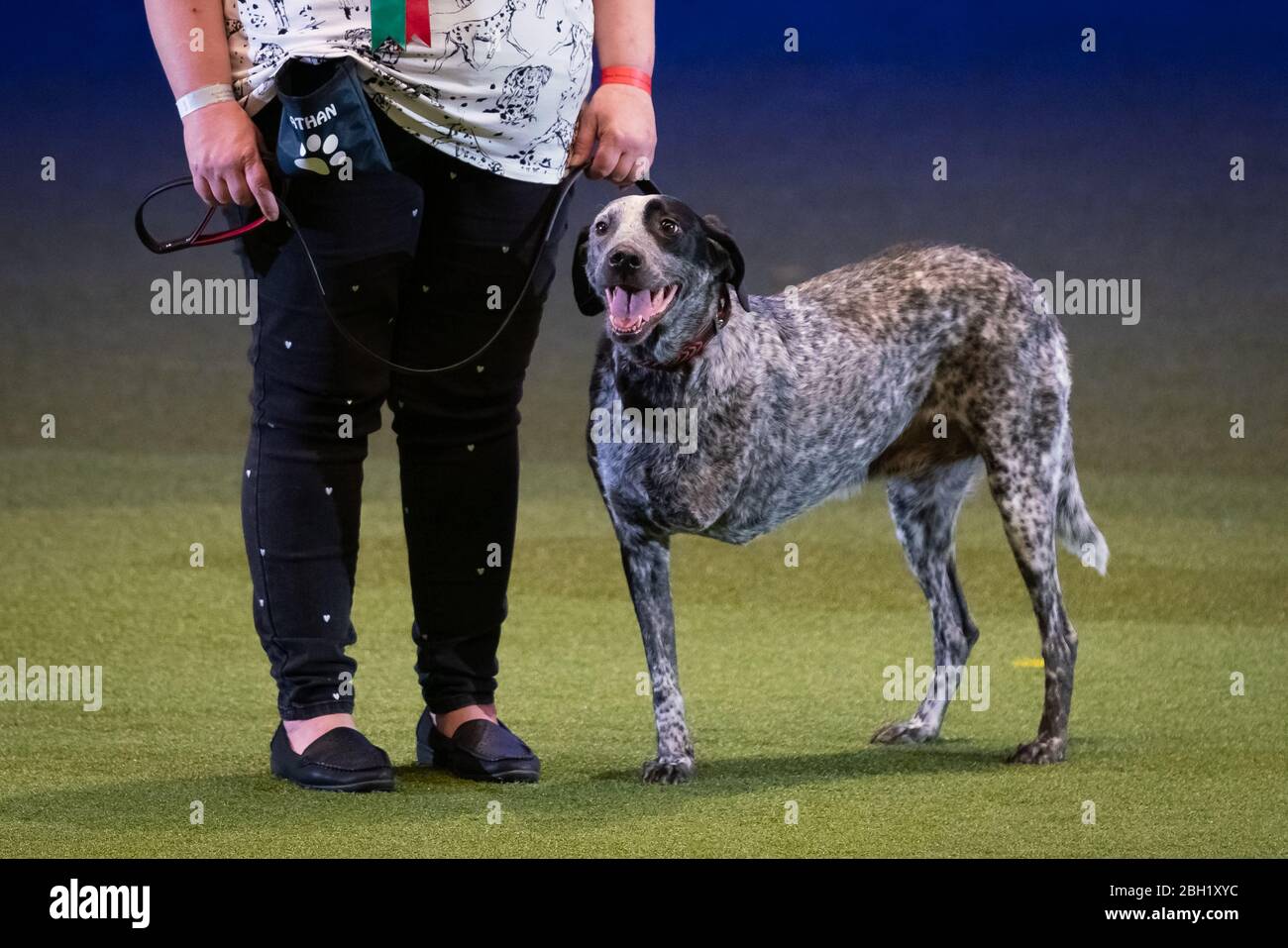 Scruffts 2020: Concorso di razza crociata tenuto al salone dei cani Crufts, NEC Birmingham, Regno Unito. Foto Stock