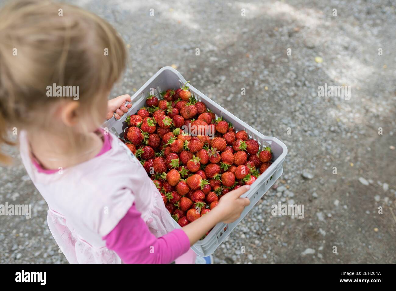 Bambina che porta una scatola di plastica piena di fragole Foto Stock