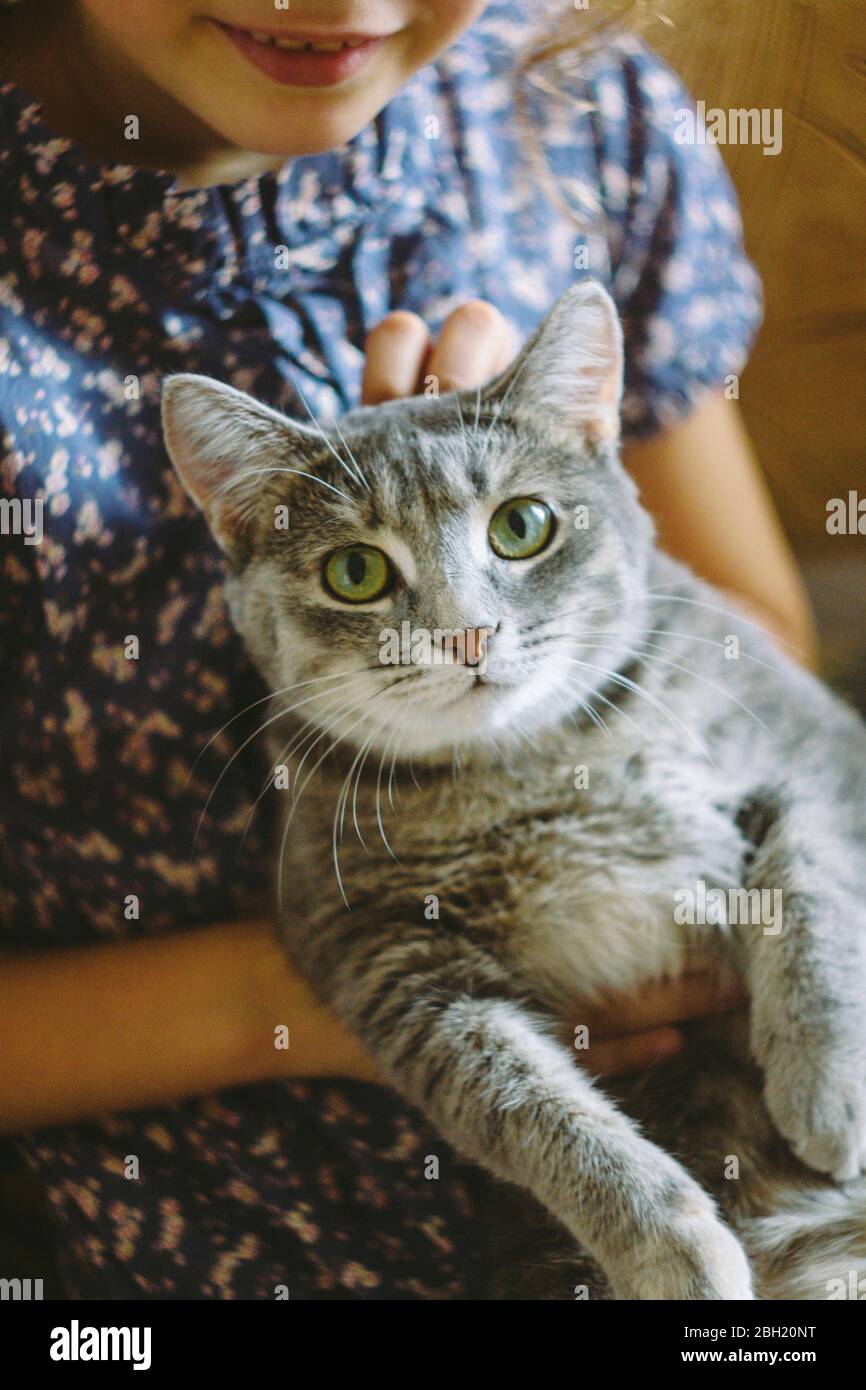 Crop vista di ragazza ticchettio gatto grigio tabby Foto Stock