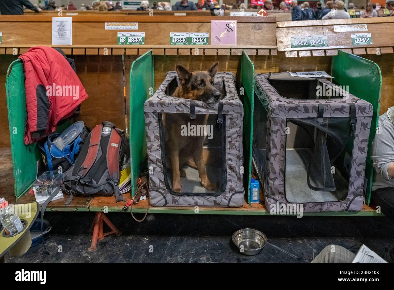 Crufts 2020: Giorno 3 dello spettacolo dei cani Crufts al NEC di Birmingham, Regno Unito. Foto Stock