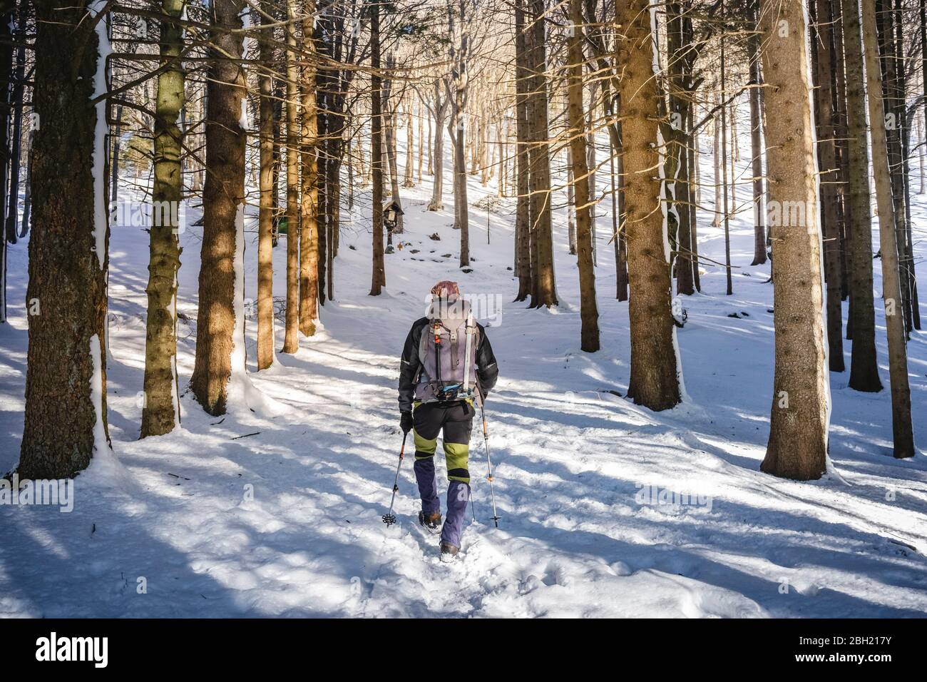 Indietro vista dell'uomo escursioni nella foresta innevata, Alpi Orobie, Lecco, Italia Foto Stock