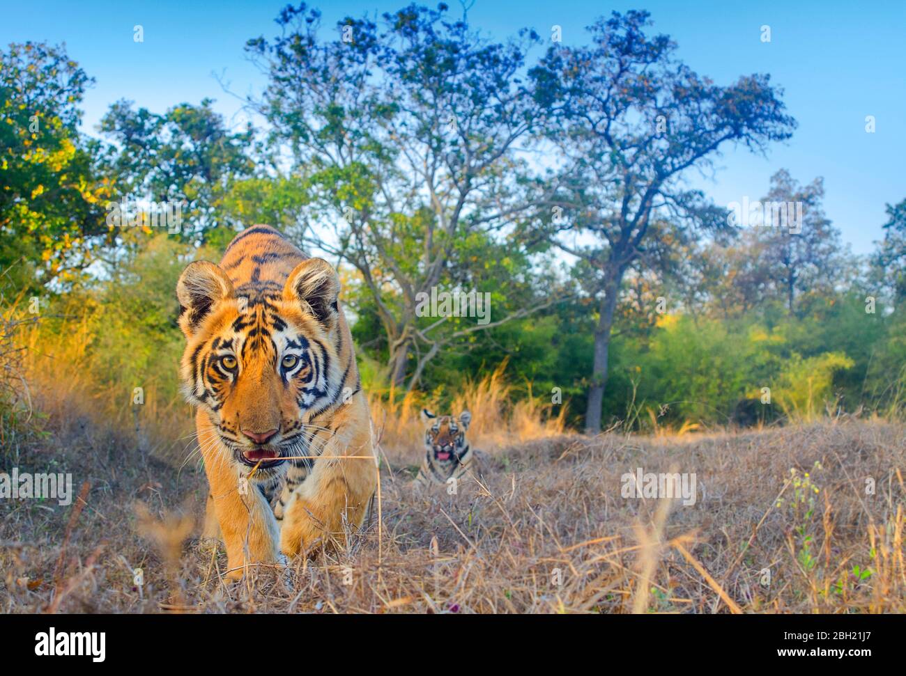 Tigre nel paesaggio indiano centrale Foto Stock