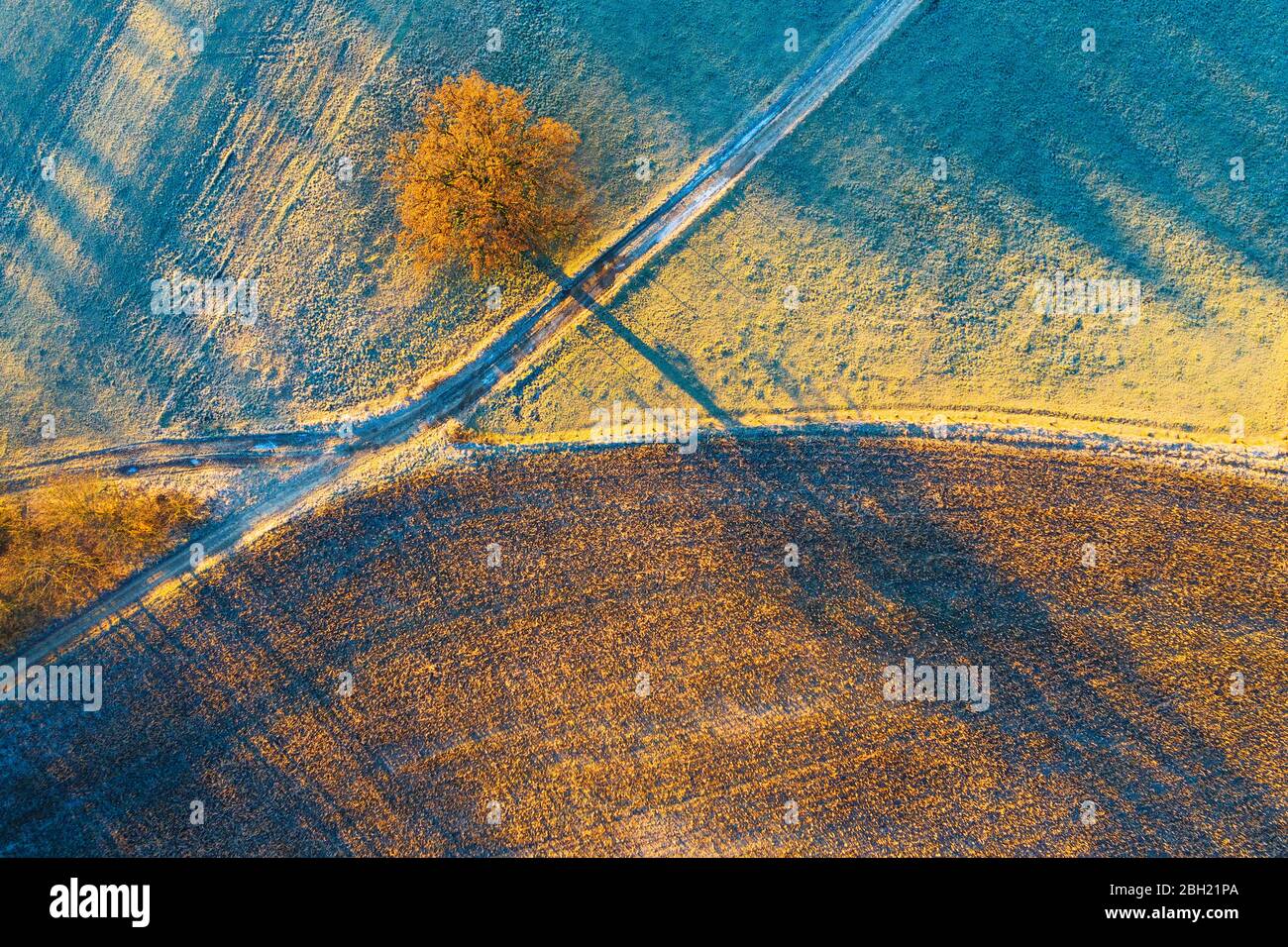 Germania, Baviera, Icking, drone vista di quercia solone che cresce da campagna strada sterrata all'alba invernale Foto Stock