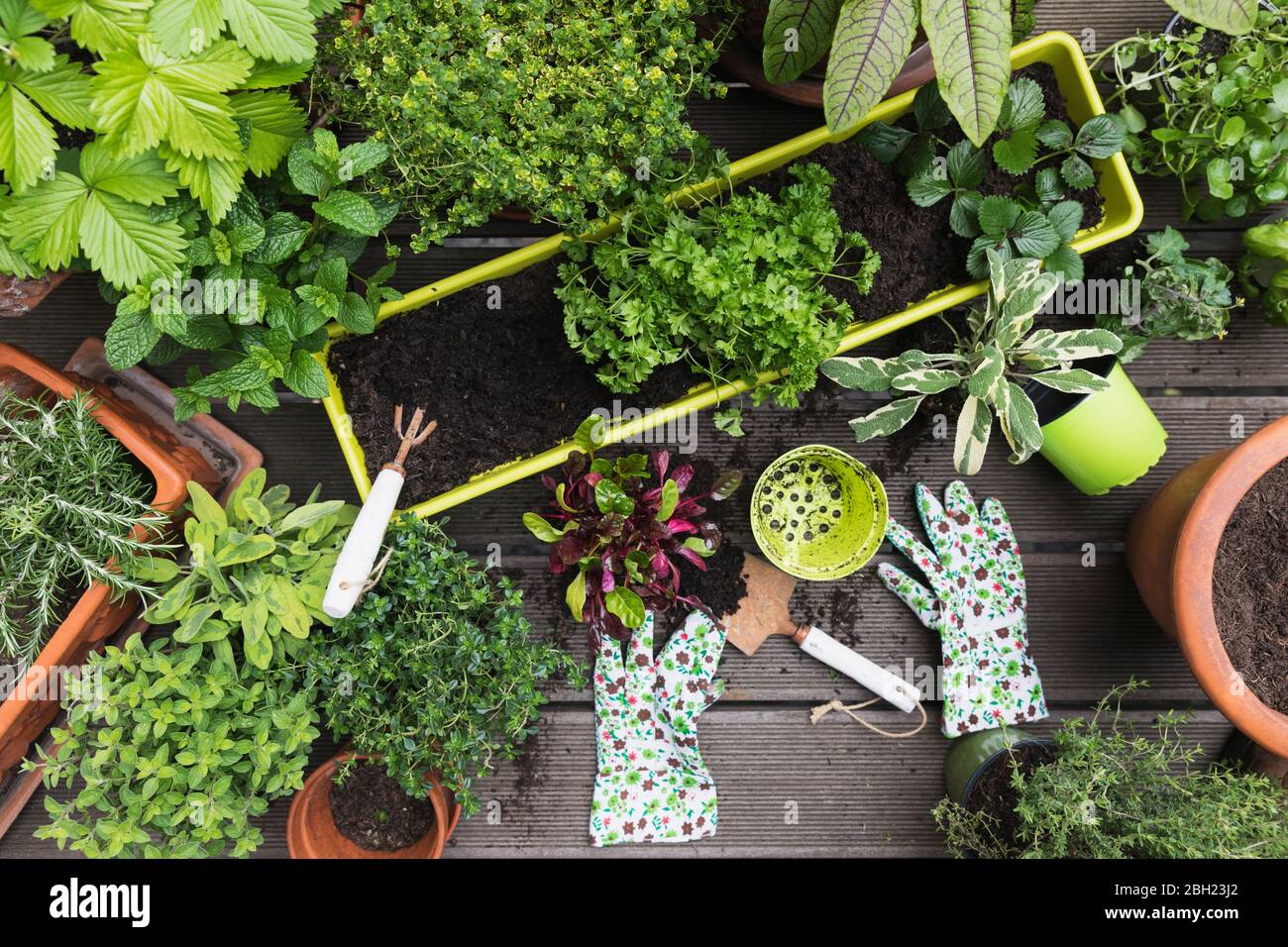 Piantare di varie erbe e verdure culinarie Foto Stock