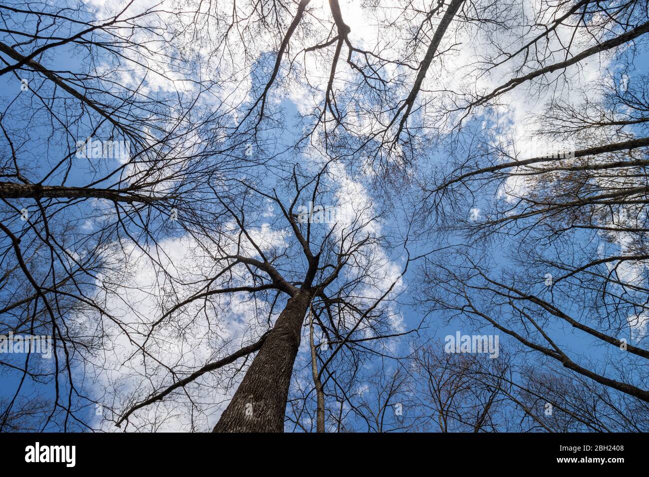 Una vista verso l'alto di alberi senza foglie Foto Stock