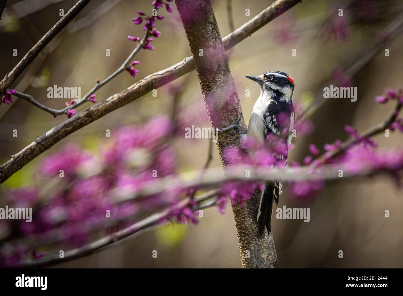 Un picchio in rovina si ferma su un arto di alberi. Foto Stock