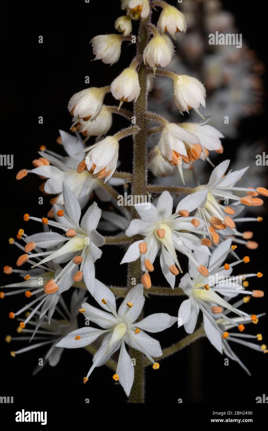Immagine ravvicinata di un fiore di schiuma che fiorisce in primavera. Foto Stock