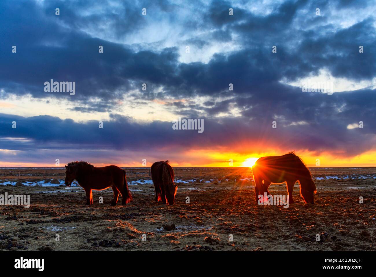 Islanda, cavalli islandesi che pascolano al tramonto d'estate Foto Stock