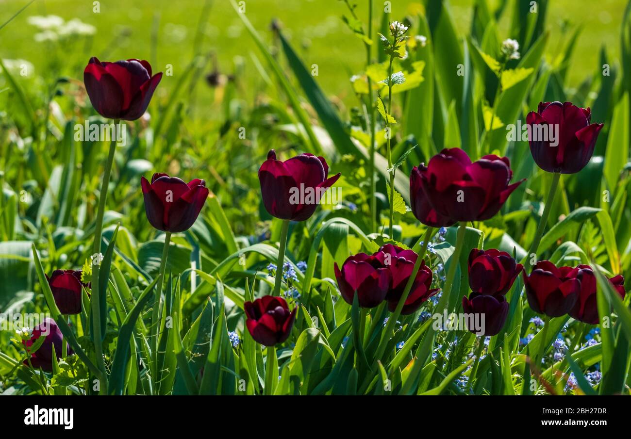 Tulipani neri al sole di primavera fotografati presso lo storico giardino recintato presso l'Eastcote House Gardens, London Borough of Hillingdon, UK. Foto Stock