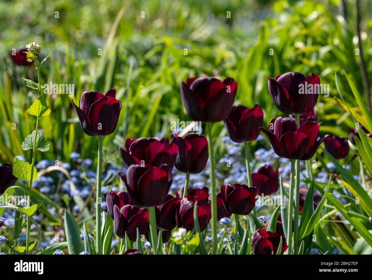Tulipani neri al sole di primavera fotografati presso lo storico giardino recintato presso l'Eastcote House Gardens, London Borough of Hillingdon, UK. Foto Stock