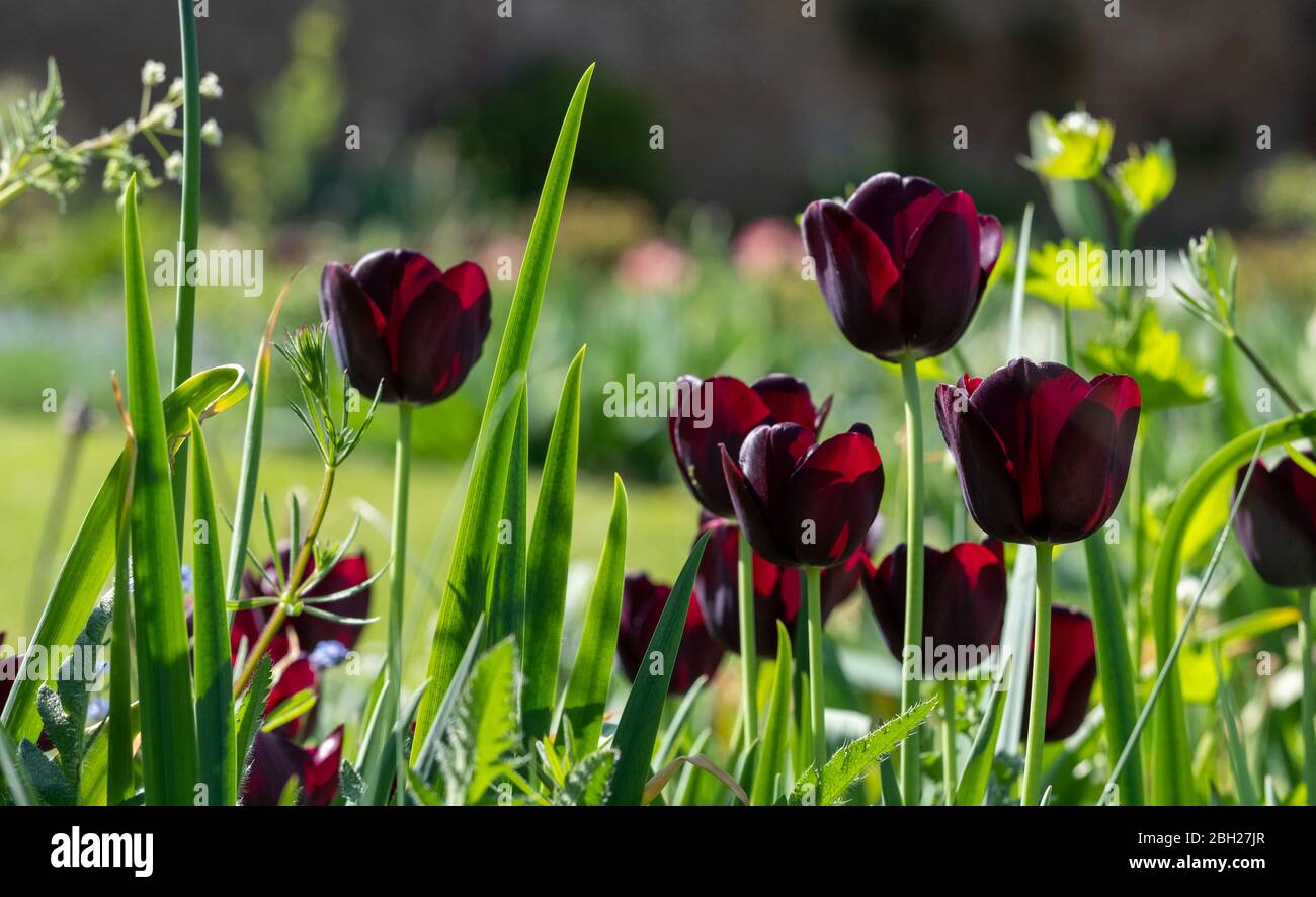 Tulipani neri al sole di primavera fotografati presso lo storico giardino recintato presso l'Eastcote House Gardens, London Borough of Hillingdon, UK. Foto Stock