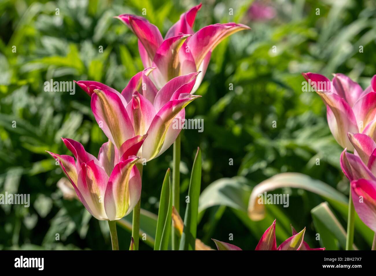 Tulipani rosa che riflettono il sole primaverile fotografato presso lo storico giardino recintato presso l'Eastcote House Gardens, London Borough of Hillingdon, UK. Foto Stock