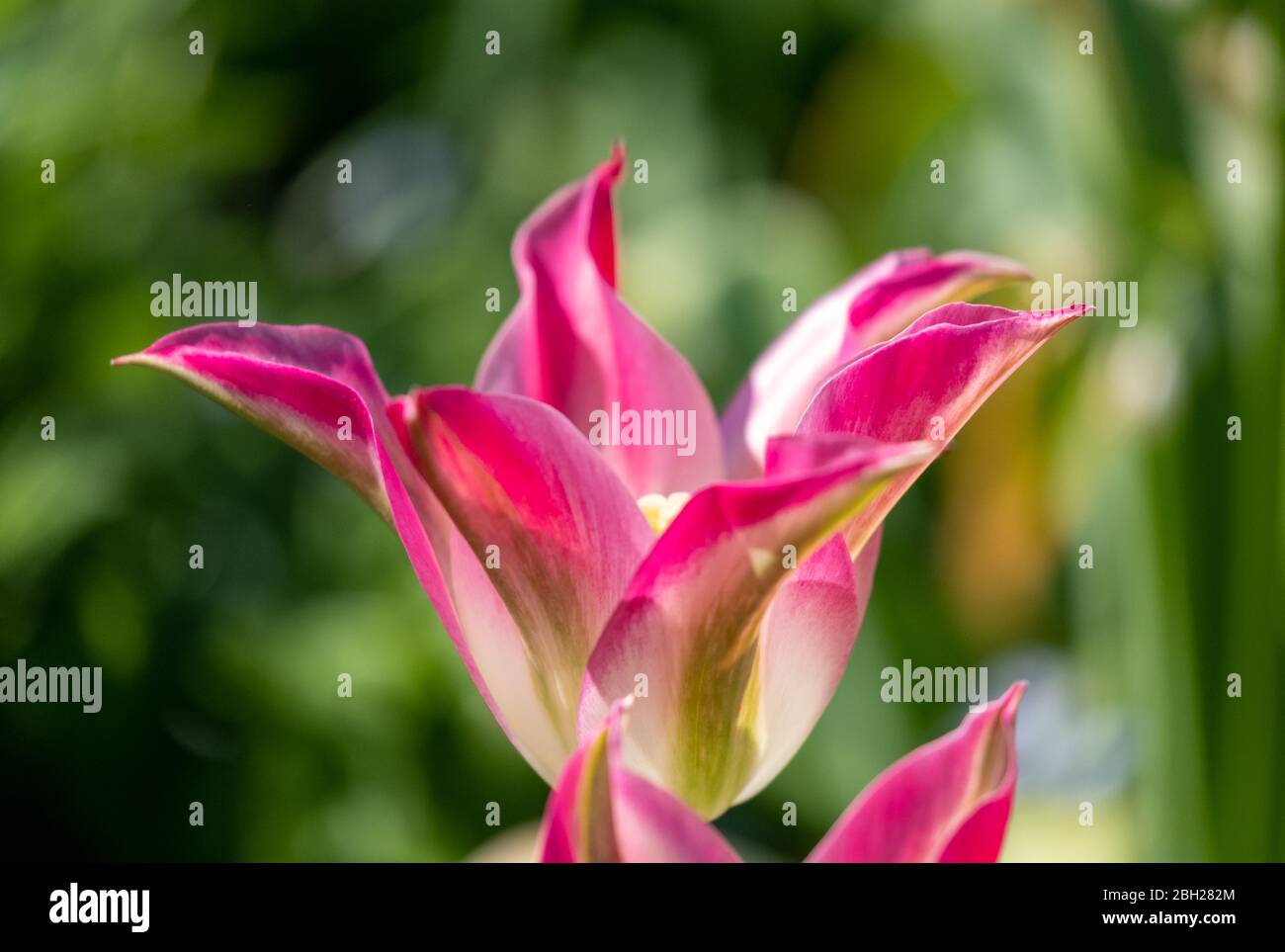 Tulipani rosa che riflettono il sole primaverile fotografato presso lo storico giardino recintato presso l'Eastcote House Gardens, London Borough of Hillingdon, UK. Foto Stock