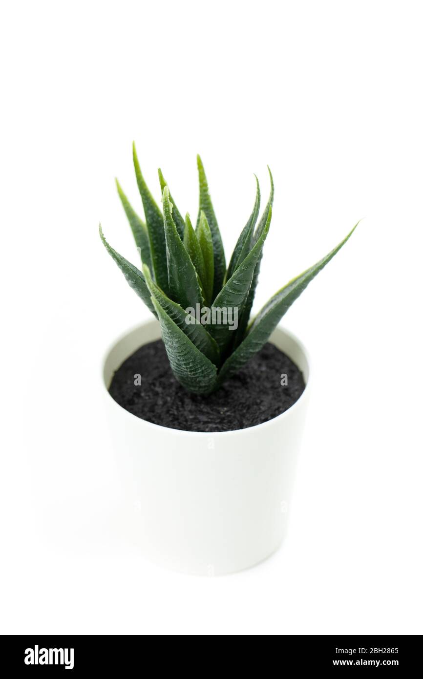 Dyckia pianta succulente in vaso bianco isolato su sfondo bianco, cosmetici aloe Foto Stock