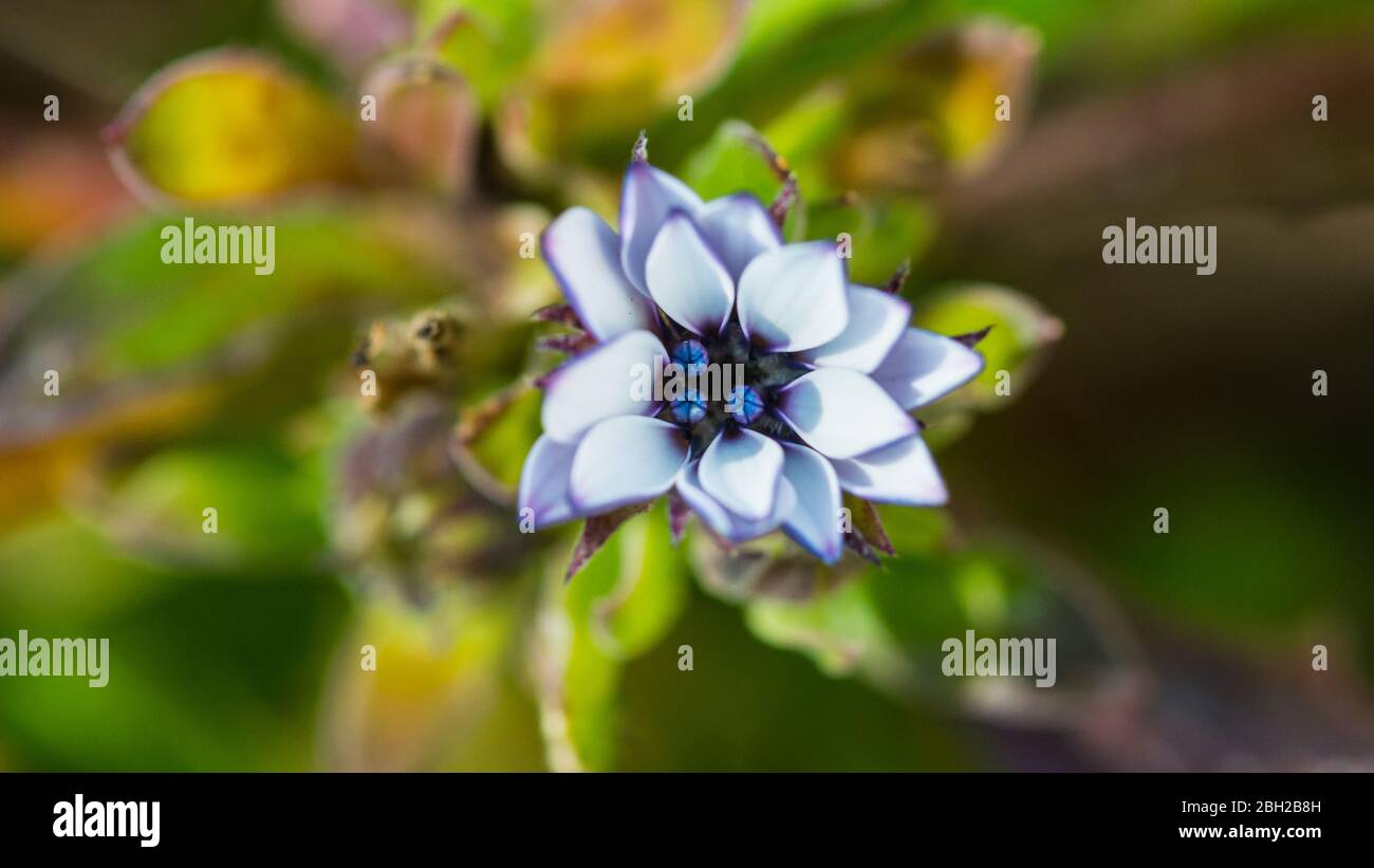 Un macro shot di un piccolo fiore di osteospermum blu e bianco. Foto Stock