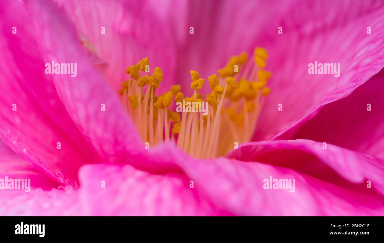 Un macro scatto di un bagnata rosa camelia cespuglio fioritura. Foto Stock