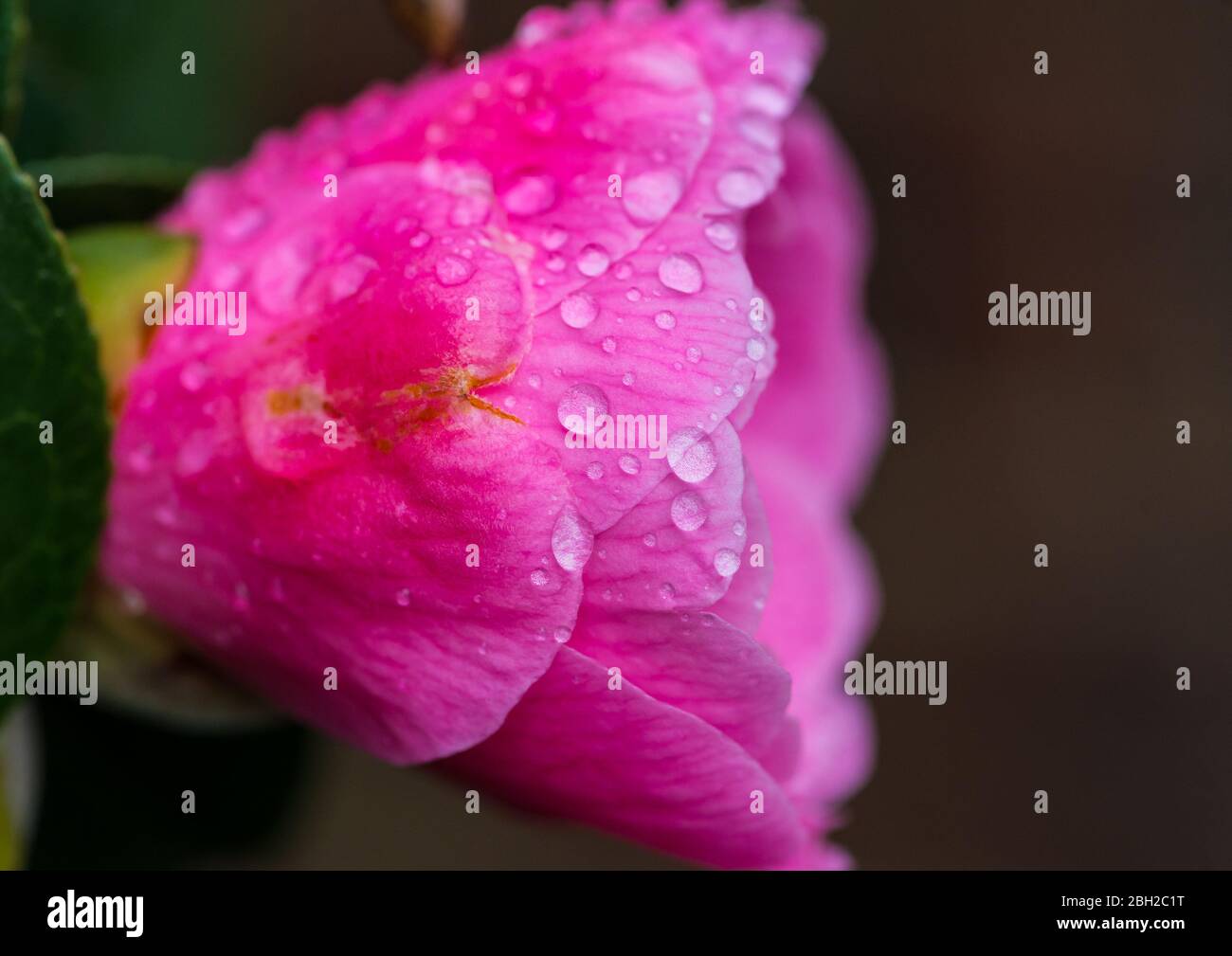 Un macro scatto di un bagnata rosa camelia cespuglio fioritura. Foto Stock