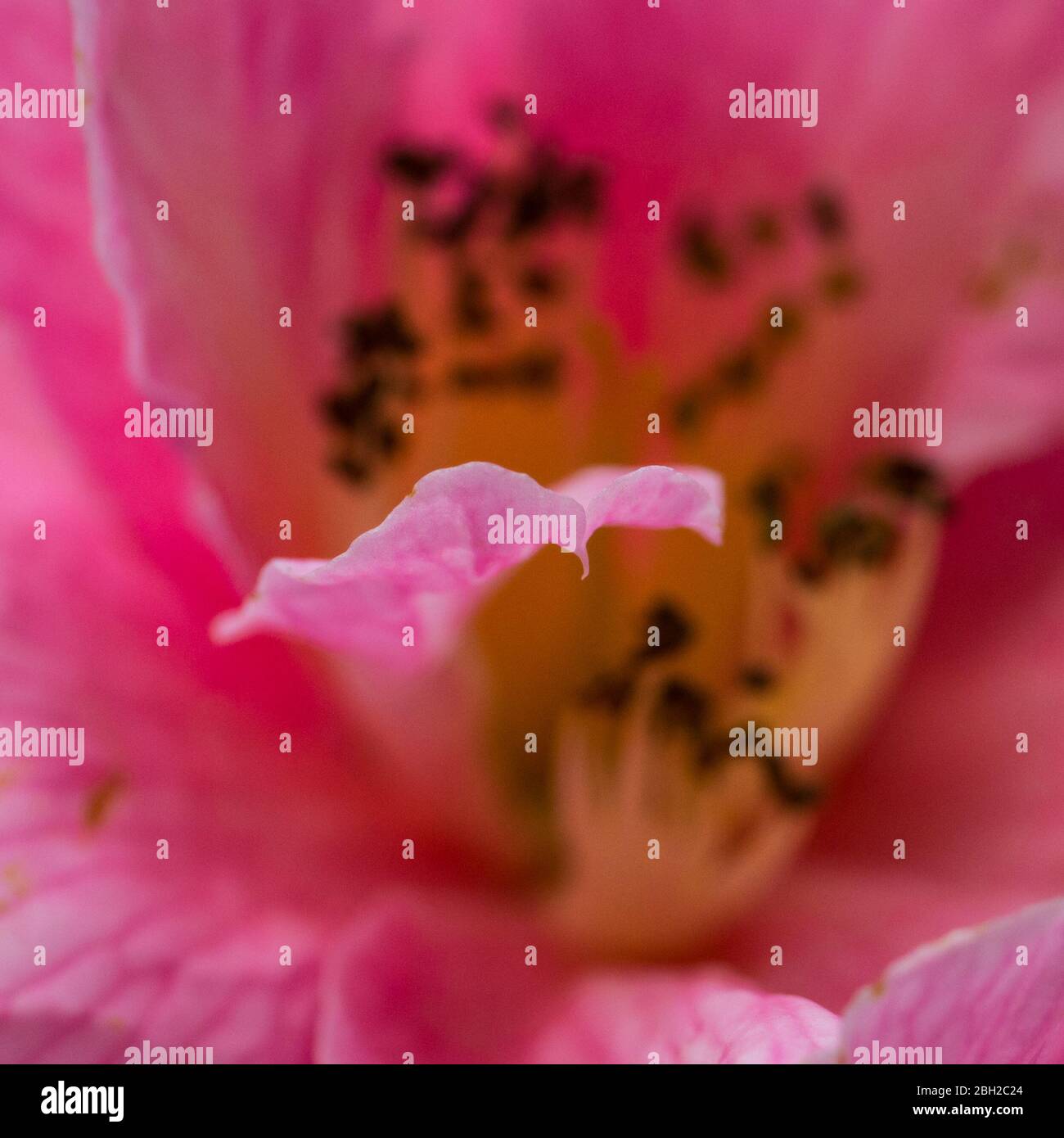 Una macro shot di una pink camellia bush bloom. Foto Stock
