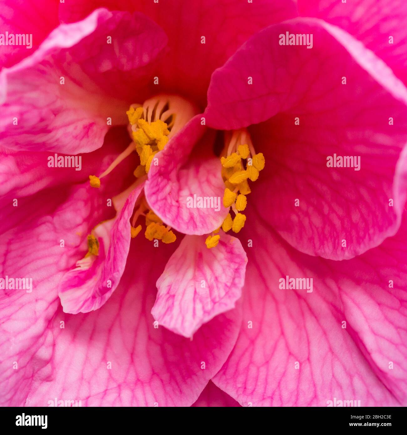Una macro shot di una pink camellia bush bloom. Foto Stock