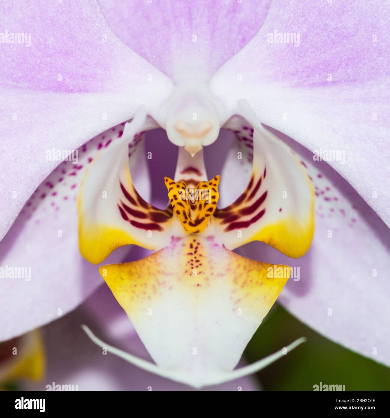 Un macro scatto di un orchidea di Moth colorato. Foto Stock