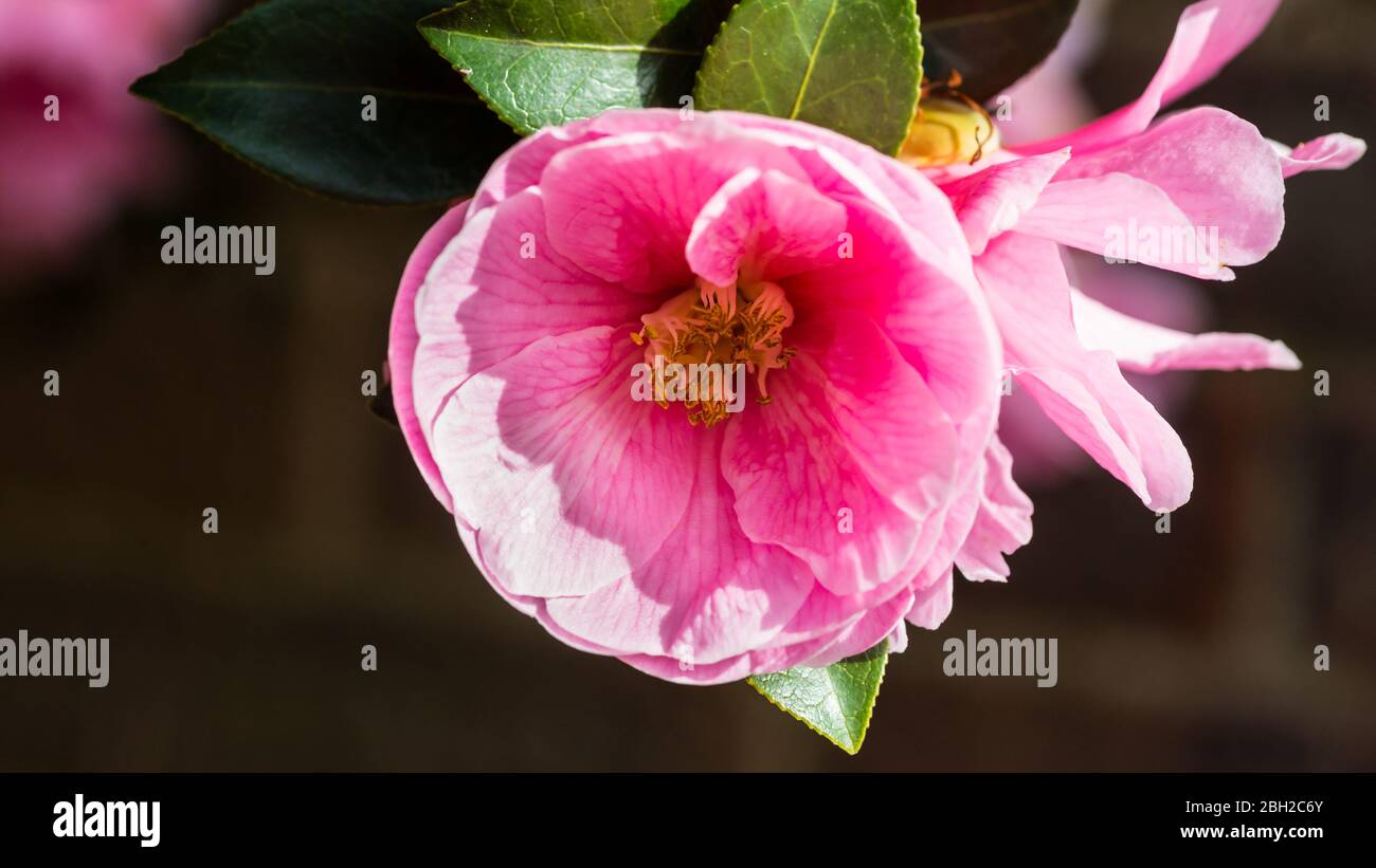 Una macro shot di una pink camellia bush bloom. Foto Stock