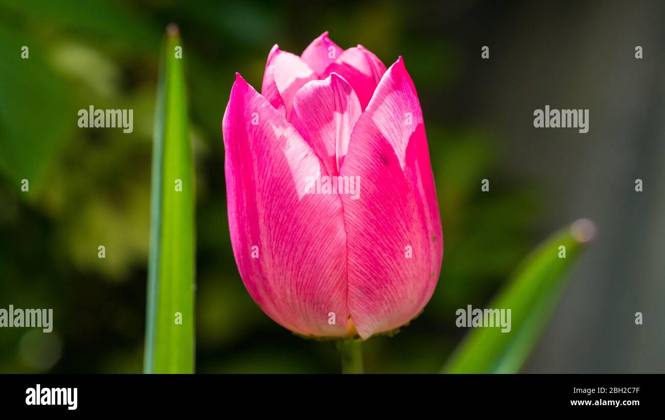 Una ripresa macro di un rosa tulip bloom. Foto Stock