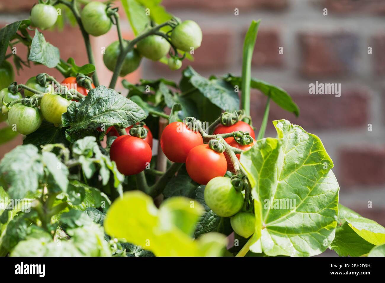Primo piano dei pomodori in coltura (Solanum lycopersicum) e del rabarbaro (Rheum rabarum) Foto Stock