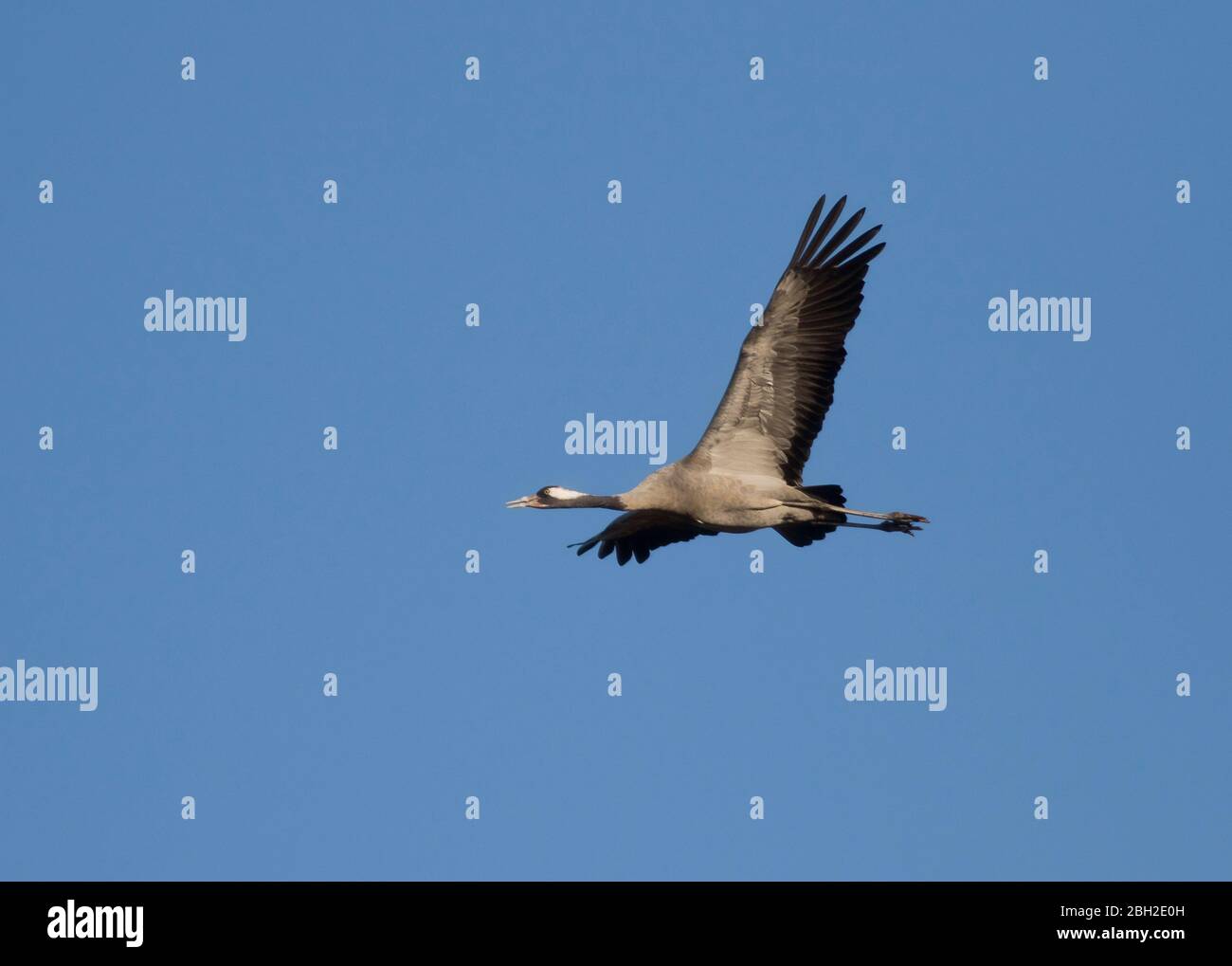 Germania, gru comune (Grus grus) che vola contro il cielo azzurro Foto Stock