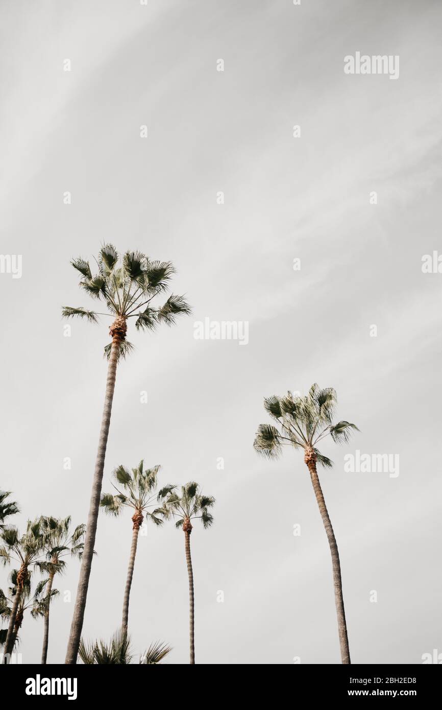 Palme contro il cielo nuvoloso, Venice Beach, Los Angeles, USA Foto Stock