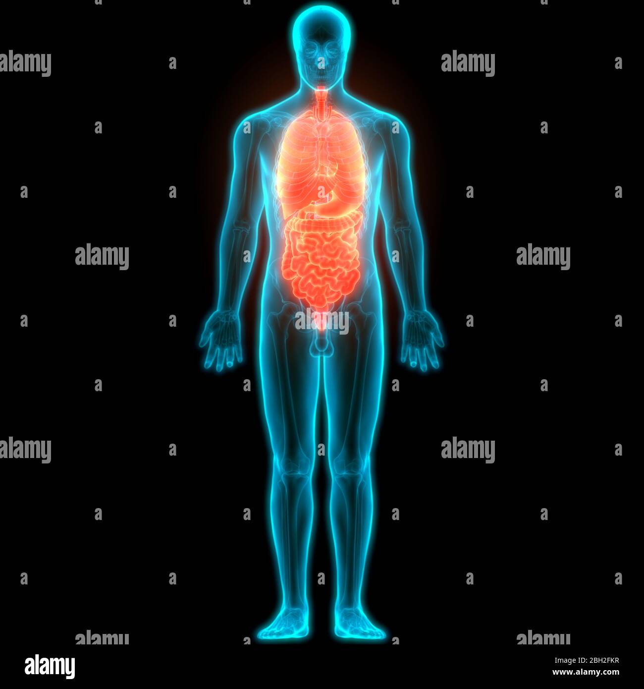 Anatomia completa degli organi interni umani Foto Stock