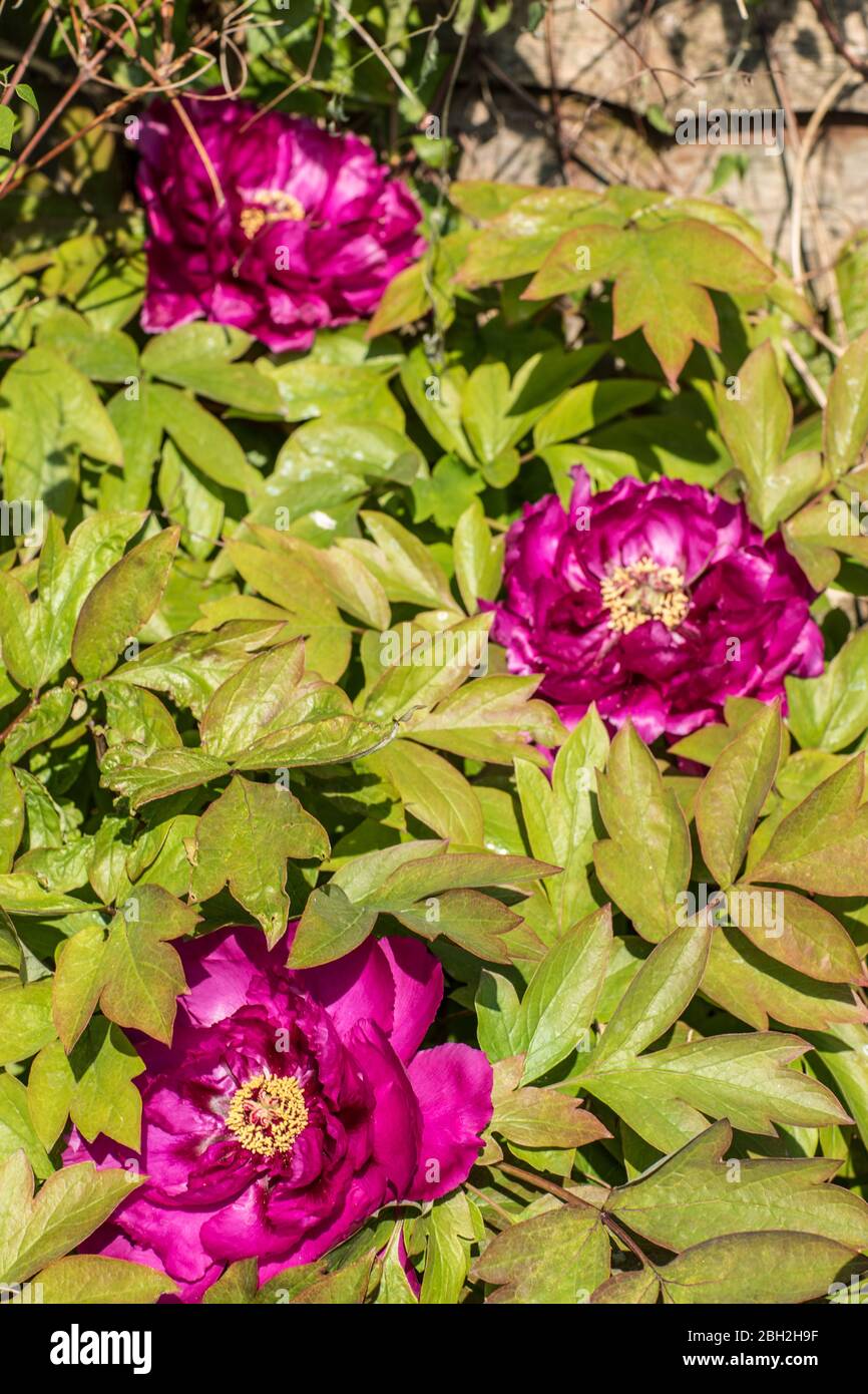 Londra, Inghilterra. Aprile 2020. Le belle fioriture di una peonia viola che crea vibrare il colore della molla in un giardino inglese durante un periodo di sole in aprile Foto Stock