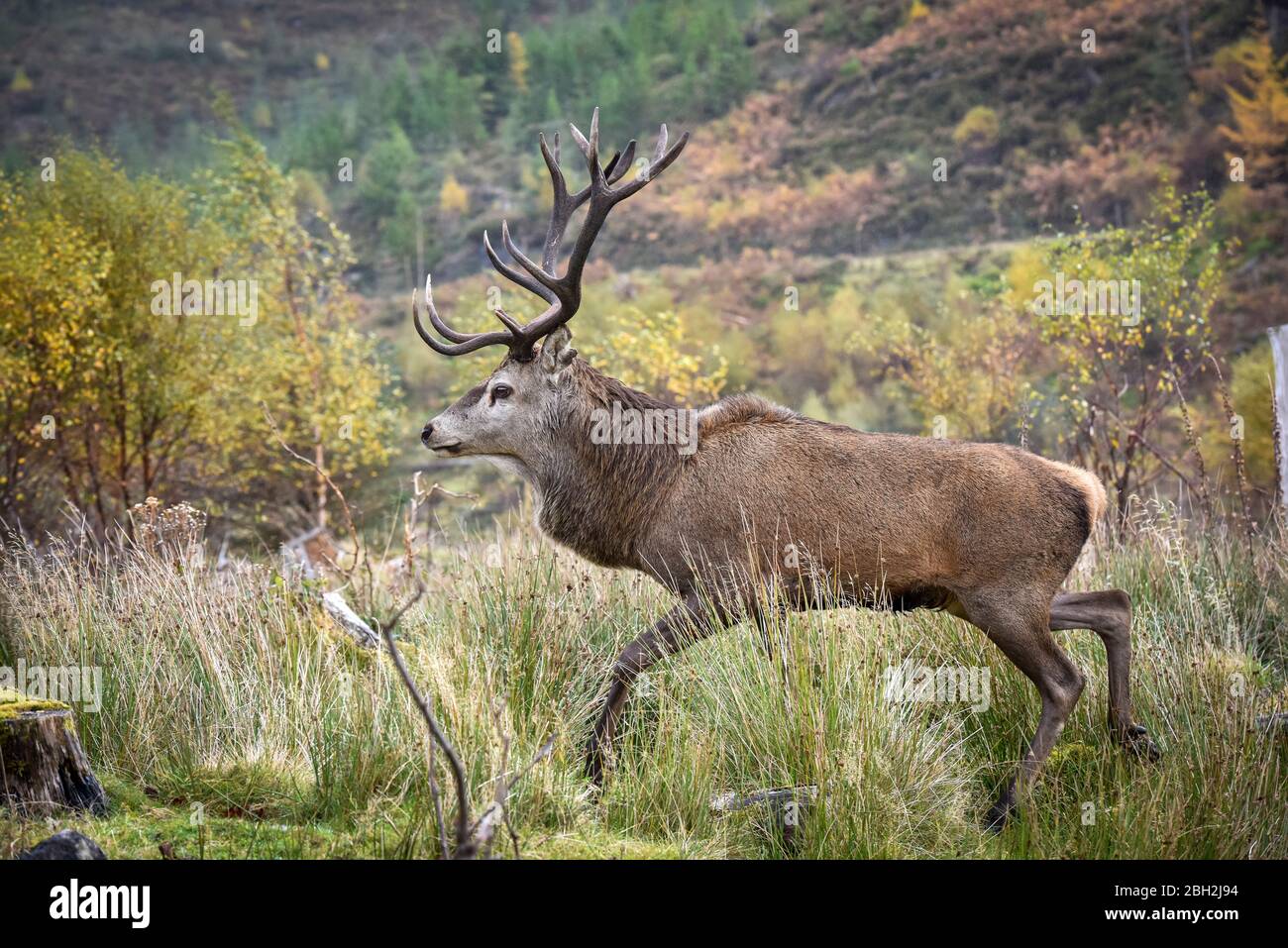 Il maestoso cervo rosso (Cervus elaphus) si è affossato nelle Highlands scozzesi, nella foresta di Reraig ad Ardaneaskan, Lochcarron, a Wester Ross in corsa Foto Stock