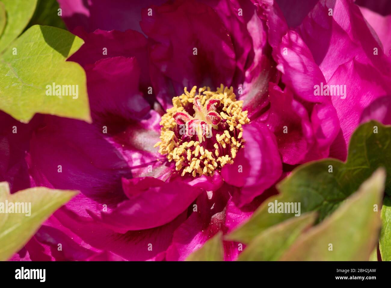 Londra, Inghilterra. Aprile 2020. La bella fioritura di una peonia viola che crea vibrare il colore della primavera in un giardino inglese durante un periodo di sole in aprile. Foto Stock