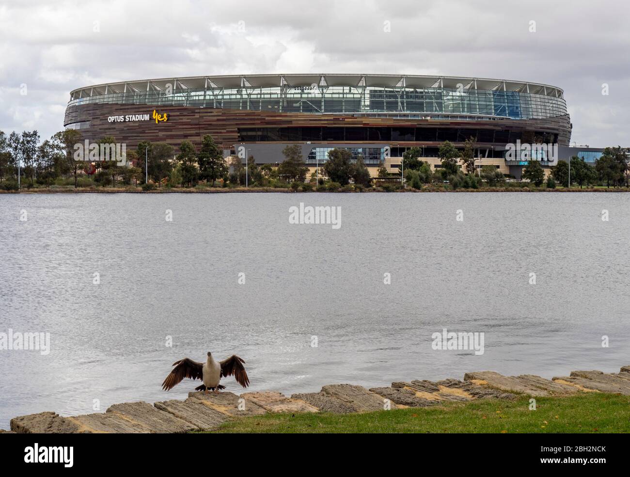 Seabird Australasian Darter essiccare le sue ali accanto al fiume Swan e Oktus Stadium Perth Western Australia. Foto Stock