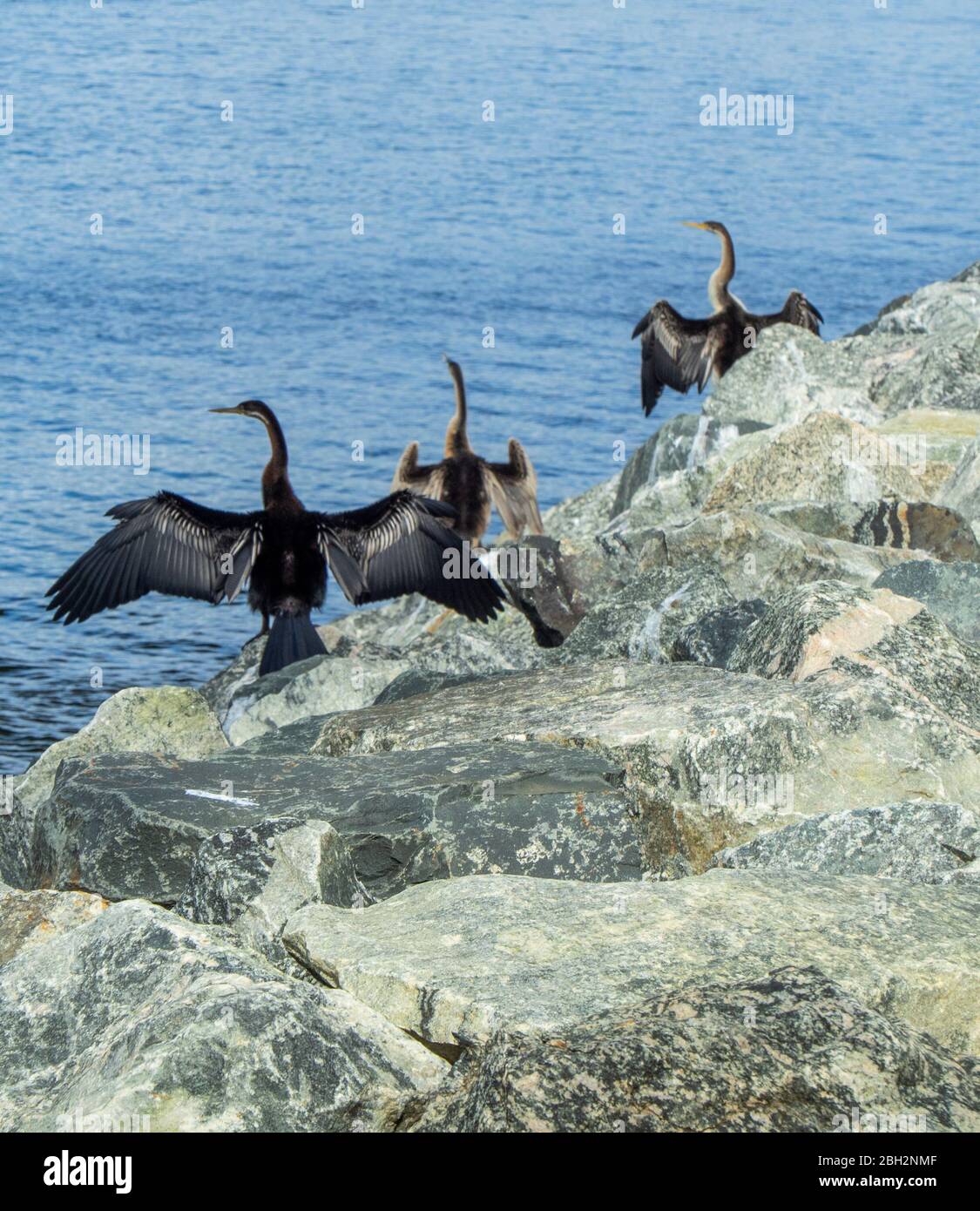 Seabirds Australasian darters su rocce che asciugano le loro ali lungo il fiume Swan Perth Australia Occidentale. Foto Stock