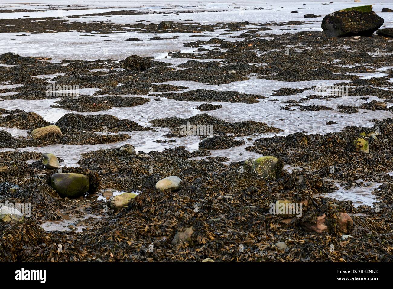 Alghe che crescono a bassa marea sulle rocce sulla costa Aber in Gwynedd Nord Galles con lo stretto di Menai sullo sfondo Foto Stock