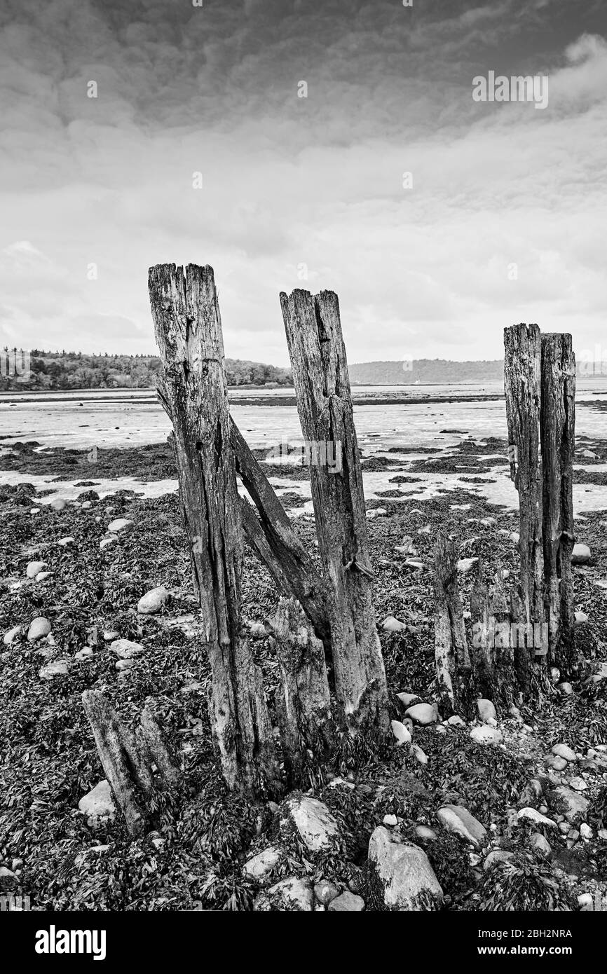 Alghe sulla costa di Aber nel Galles del Nord con lo stretto di Menai sullo sfondo Foto Stock