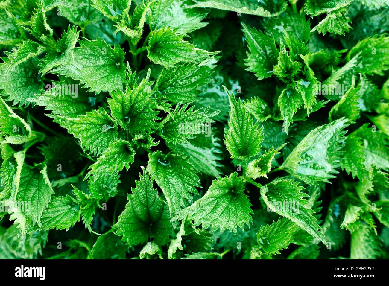 Foto macro di una ortica vegetale. Lo sfondo di ortica cresce nella terra. Medicinali alternativi Foto Stock