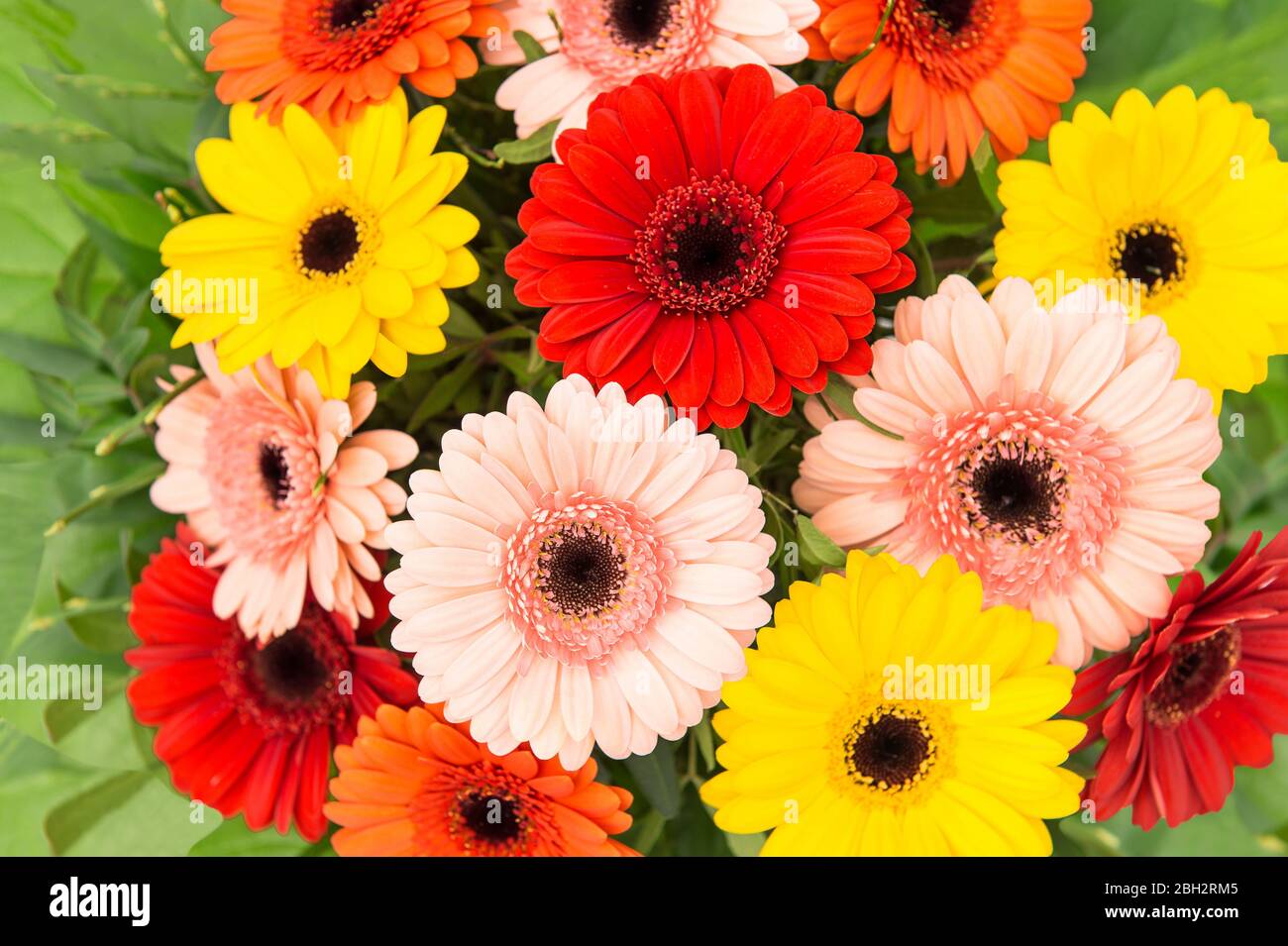 Mazzo di fiori di gerbera. Sfondo floreale. Teste di fiori rosse, gialle, rosa, arancioni Foto Stock