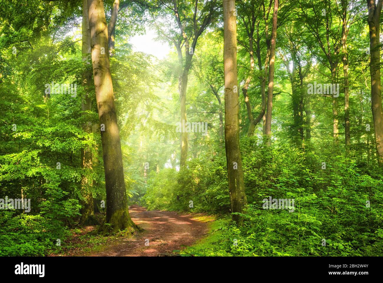 Verde foresta con cialde di nebbia e la calda luce del sole che cade attraverso di loro fino ad un percorso curvo Foto Stock