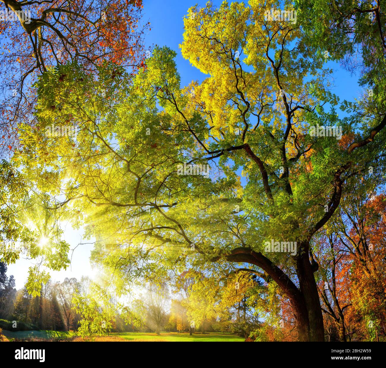 Colorato paesaggio sparato di alberi meravigliosi in un parco, con cielo blu e i raggi del sole che cadono attraverso i rami Foto Stock