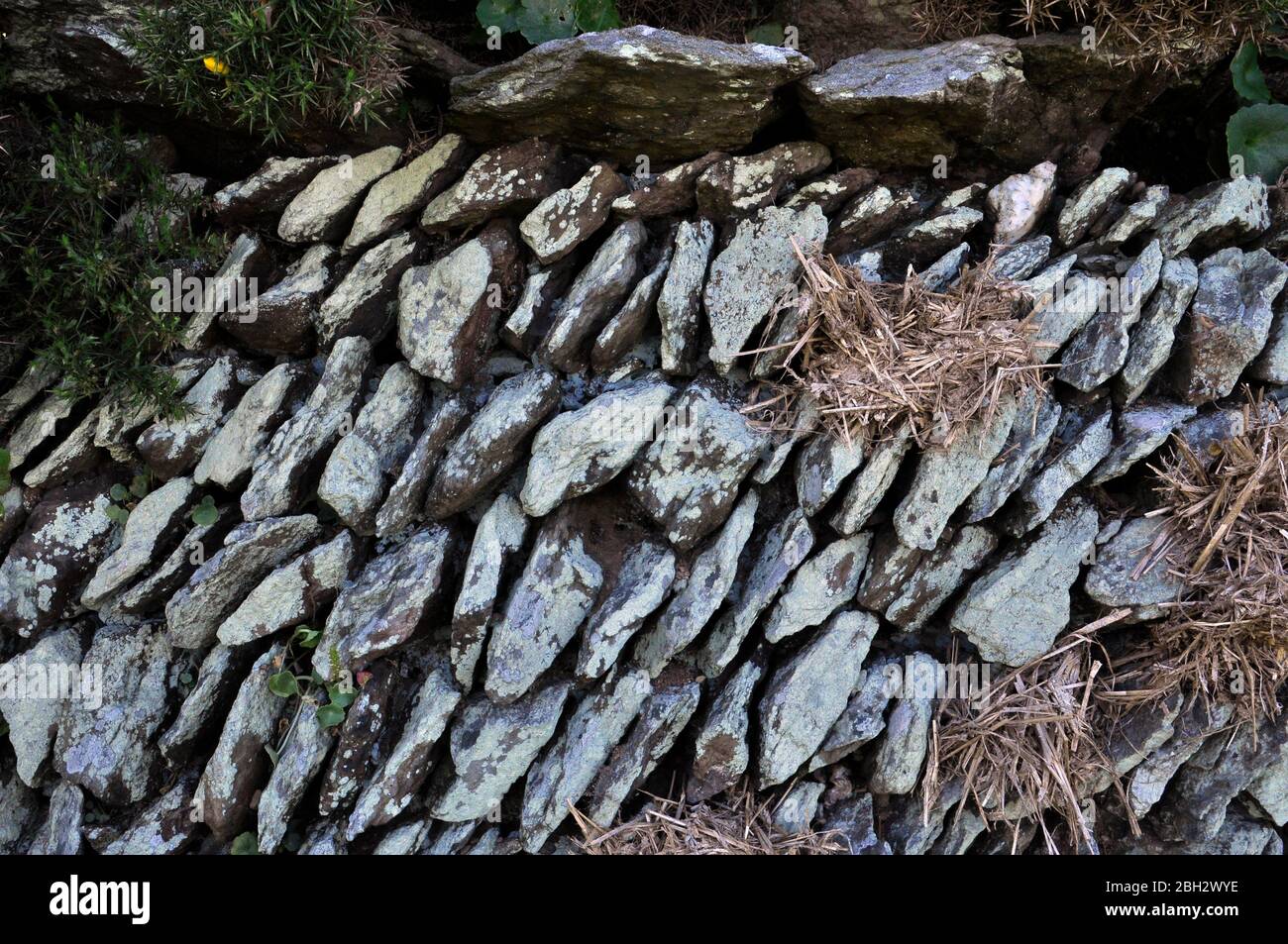 Muro di pietra, corsi inclinati, licheni coperti, brughiera, Exmoor, Somerset.UK Foto Stock